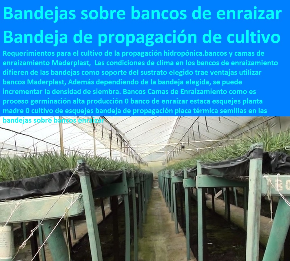 Bancos Camas de Enraizamiento como es proceso germinación alta producción 0 banco de enraizar estaca esquejes planta madre 0 cultivo de esquejes bandeja de propagación placa térmica INVERNADEROS, SEMILLEROS, BANCOS DE SIEMBRA, Hidroponía, Agricultura, Cosecha, Poscosecha, Tutores para Flores cable vía Bananas Aromáticas, Cultivos Tecnificados, semillas en las bandejas sobre bancos enraizar Bancos Camas de Enraizamiento como es proceso germinación alta producción 0 banco de enraizar estaca esquejes planta madre 0 cultivo de esquejes bandeja de propagación placa térmica semillas en las bandejas sobre bancos enraizar